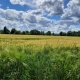 léry