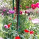 giverny
